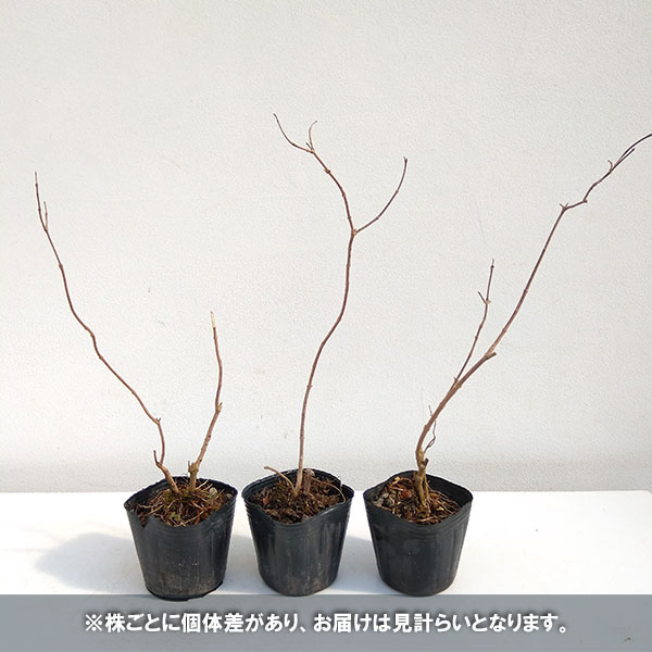 [25年9月中下旬予約]西洋ニンジンボク：青花3号ポット