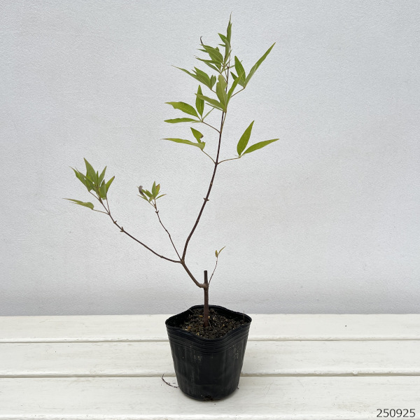 西洋ニンジンボク：青花3号ポット