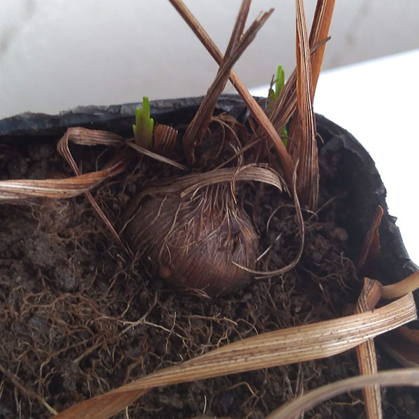 クロコスミア3.5号ポット