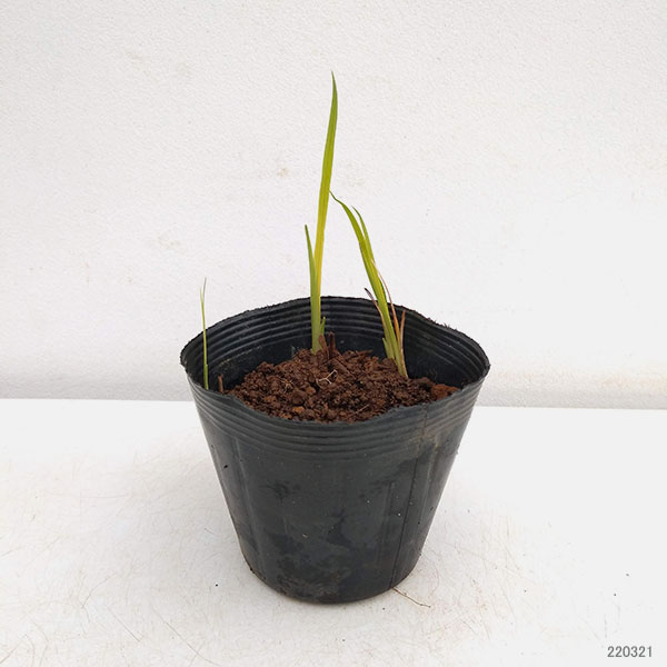 クロコスミア3.5号ポット