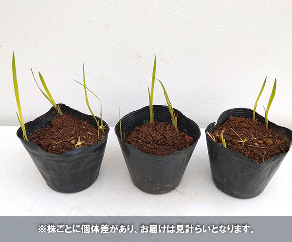 クロコスミア3.5号ポット