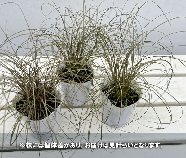 カレックス:ブロンズカール2.5号ポット*