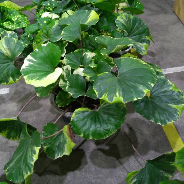 ツワブキ：浮雲錦（うきぐもにしき）7号大鉢植え の通販 | 園芸
