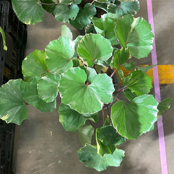 石蕗 浮雲錦 大株 石蕗 浮雲錦 大株