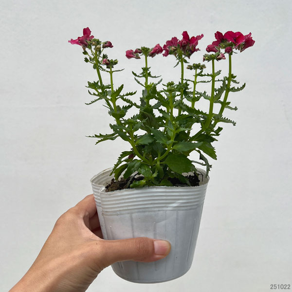 ネメシア:ネシア バーガンディ3.5号ポット