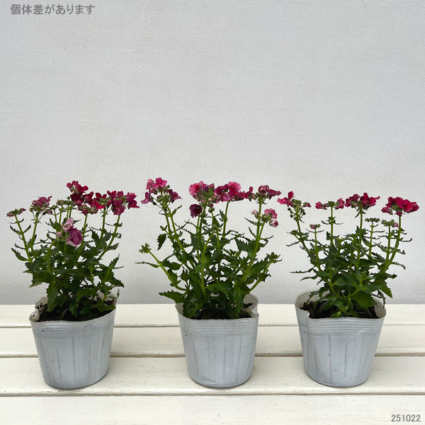 ネメシア:ネシア バーガンディ3.5号ポット