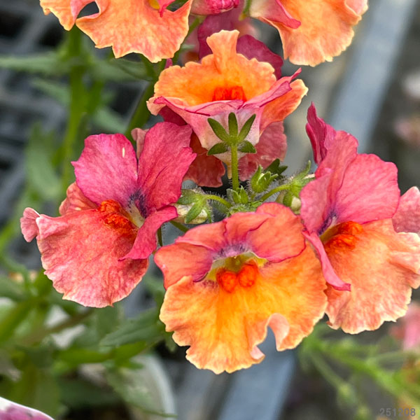 （わけあり特価）ネメシア：ネシア　トロピカル3.5号ポット