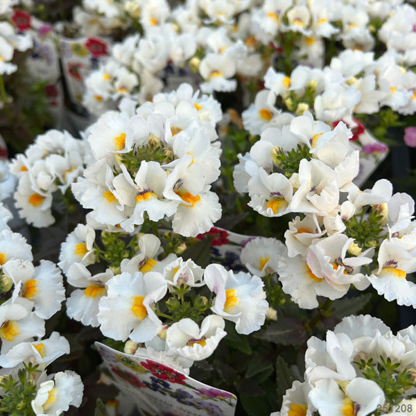 ネメシア：ネシア　スノーエンジェル3.5号ポット