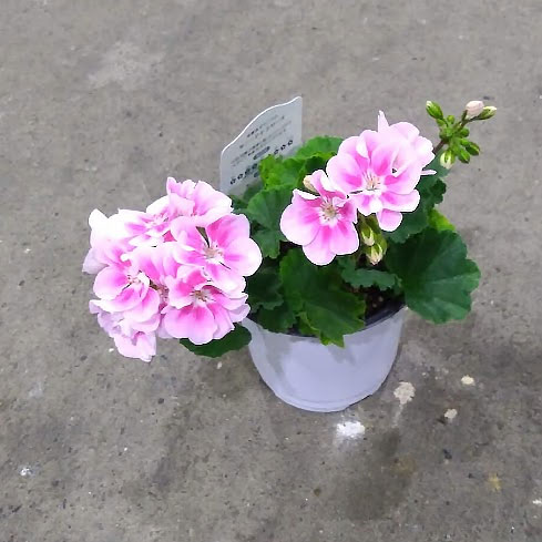 ゼラニウム：ムーンライト　キャシー5号鉢植え