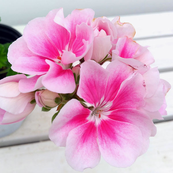 ゼラニウム：ムーンライト　キャシー5号鉢植え