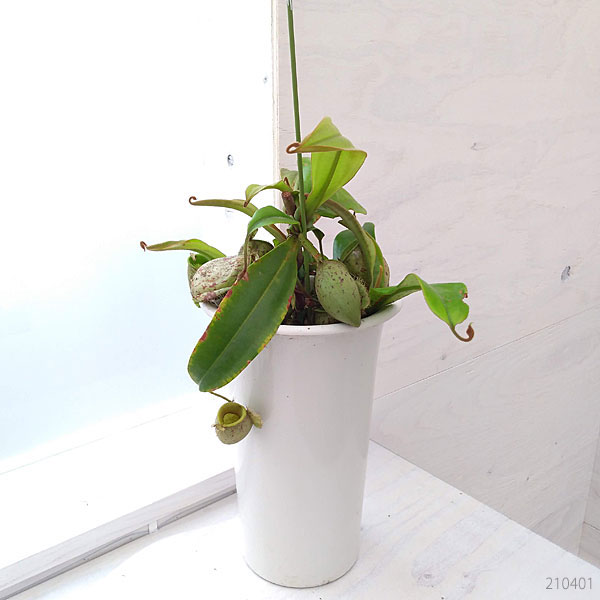 食虫植物ネペンテス:アンプラリア5号鉢植え