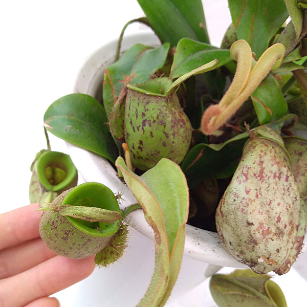 食虫植物ネペンテス:アンプラリア5号鉢植え