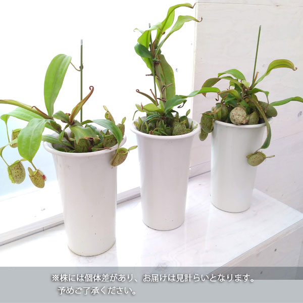 食虫植物ネペンテス:アンプラリア5号鉢植え