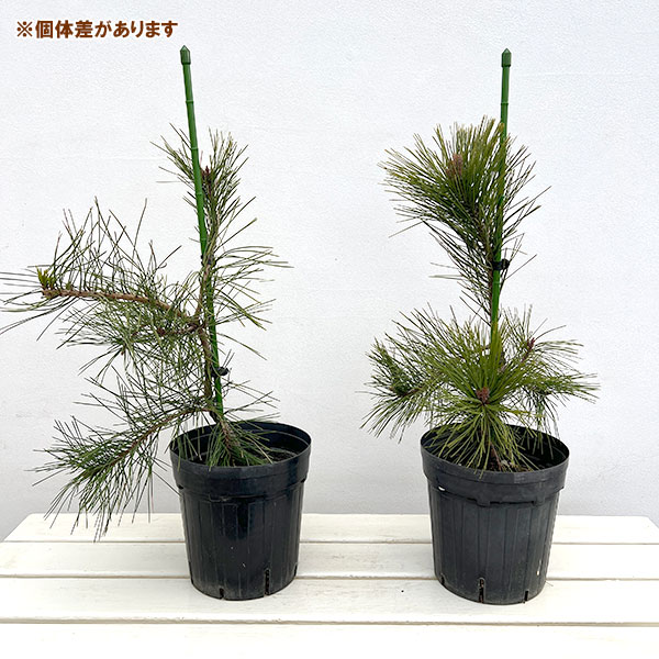 [送料無料]マツ（松）：枝垂れ赤松（シダレアカマツ）6号硬質ポット