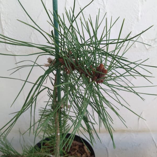 [送料無料]マツ（松）：枝垂れ赤松（シダレアカマツ）6号硬質ポット