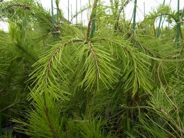 [送料無料]マツ（松）：枝垂れ赤松（シダレアカマツ）6号硬質ポット