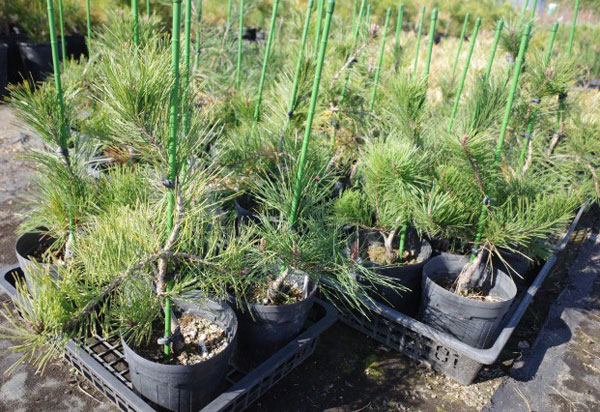 [送料無料]マツ（松）：枝垂れ赤松（シダレアカマツ）6号硬質ポット