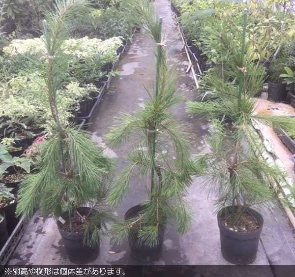 [送料無料]マツ（松）：枝垂れ赤松（シダレアカマツ）6号硬質ポット