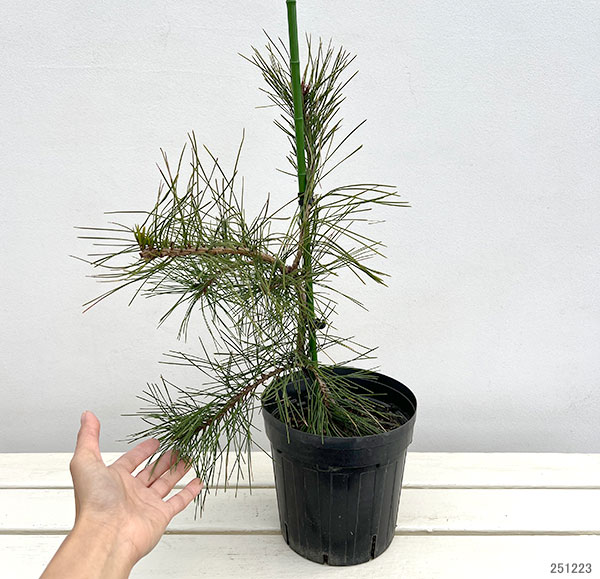 [送料無料]マツ（松）：枝垂れ赤松（シダレアカマツ）6号硬質ポット