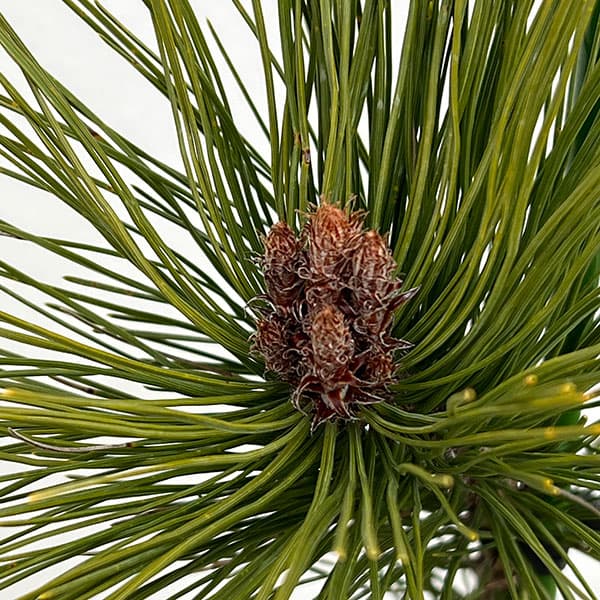 [送料無料]マツ（松）：枝垂れ赤松（シダレアカマツ）6号硬質ポット