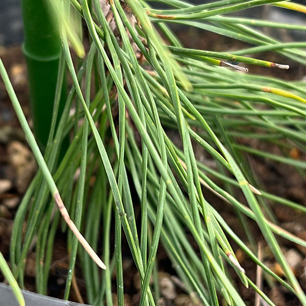 [送料無料]マツ（松）：枝垂れ赤松（シダレアカマツ）6号硬質ポット