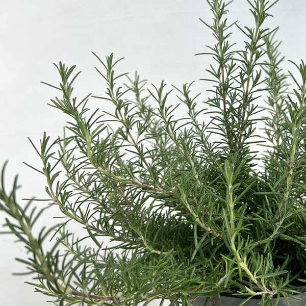 ローズマリー:ポイントデューラー5号ポット