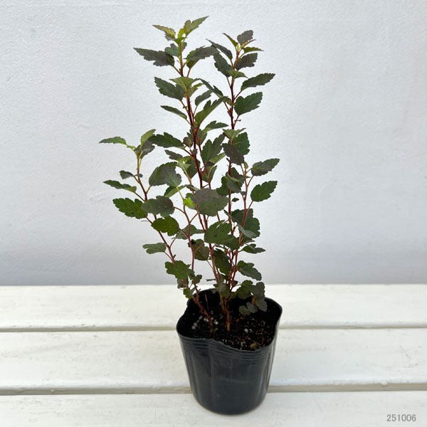 テマリシモツケ:リトルジョーカー3-3.5号ポット