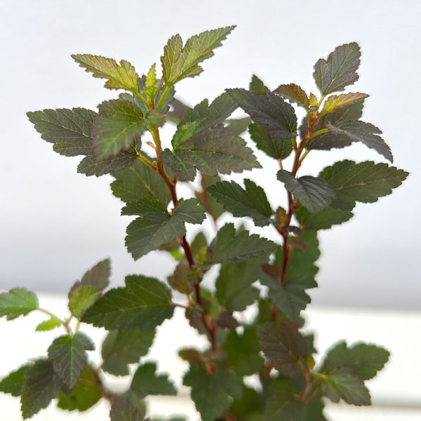 テマリシモツケ:リトルジョーカー3-3.5号ポット