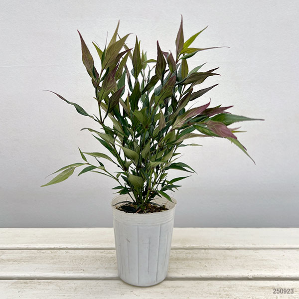 ストロビランテス：ブルネッティー3号ポット