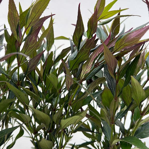 ストロビランテス：ブルネッティー3号ポット