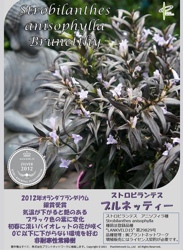 ストロビランテス：ブルネッティー3号ポット