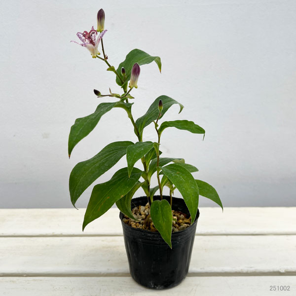 ホトトギス：銀閣3号ポット