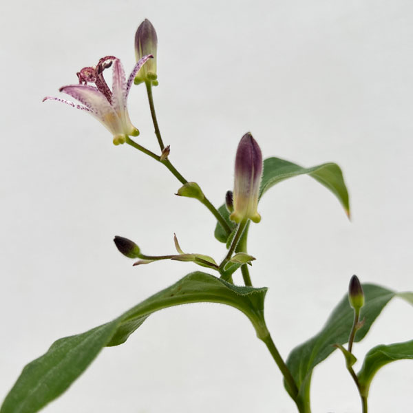 ホトトギス：銀閣3号ポット