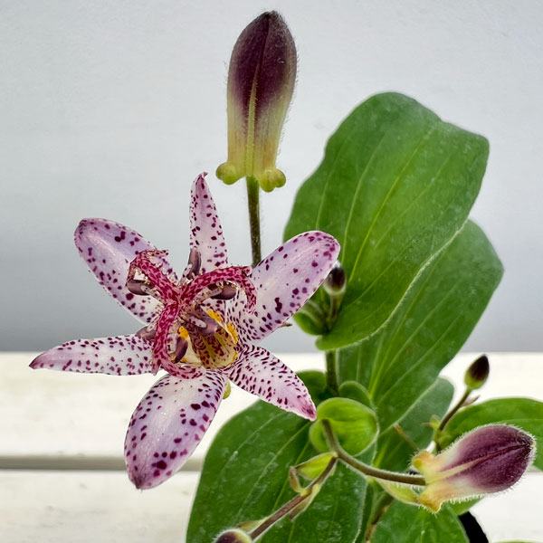 ホトトギス：銀閣3号ポット