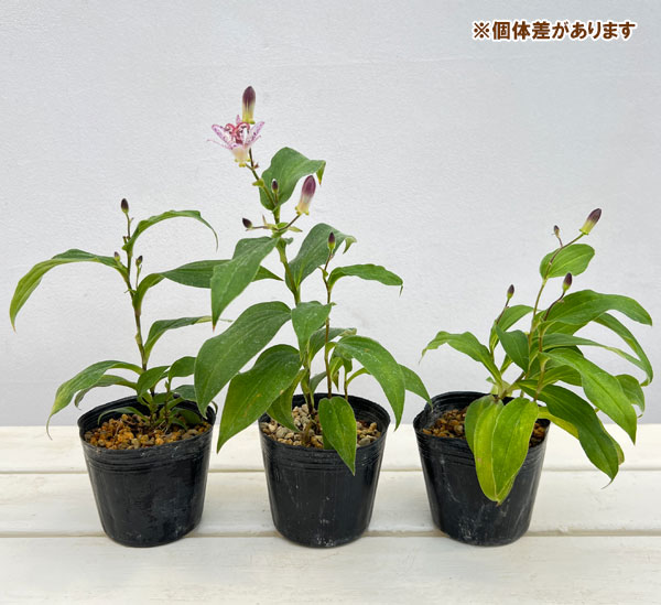 ホトトギス：銀閣3号ポット