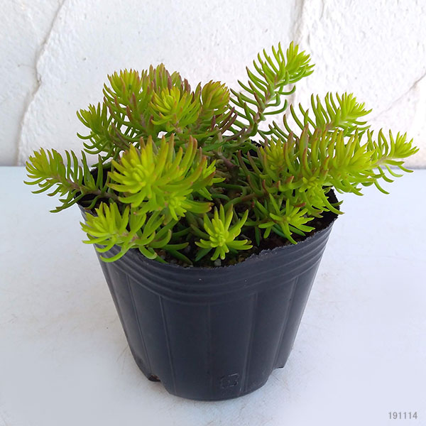 セダム：ルペストレ アンジェリーナ3号ポット