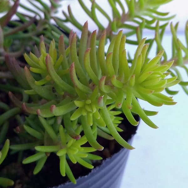 セダム：ルペストレ アンジェリーナ3号ポット