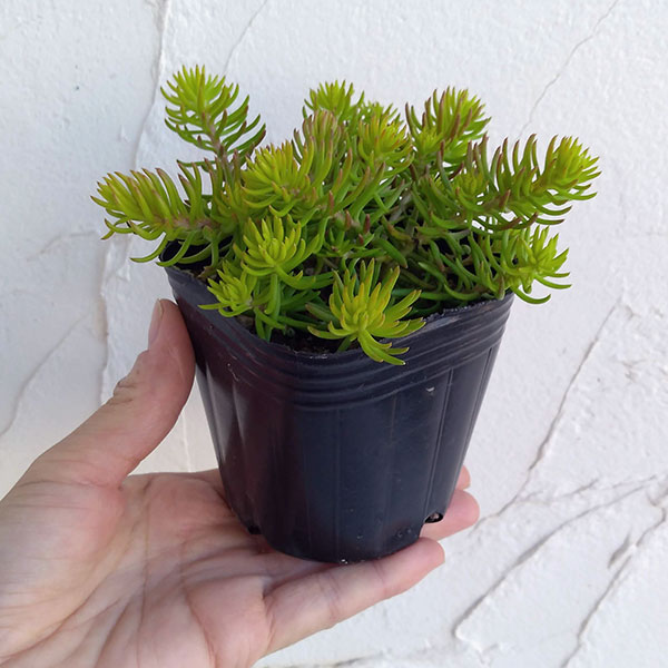 セダム：ルペストレ アンジェリーナ3号ポット