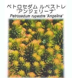セダム：ルペストレ アンジェリーナ3号ポット