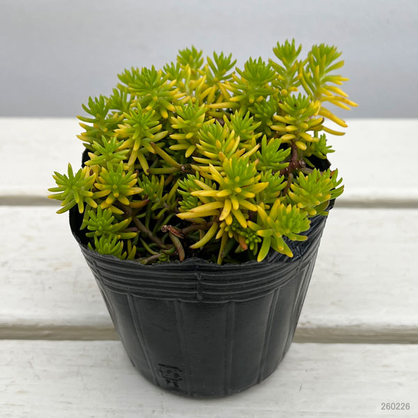 セダム：ルペストレ アンジェリーナ3号ポット