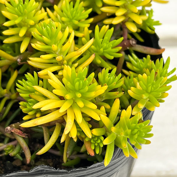 セダム：ルペストレ アンジェリーナ3号ポット