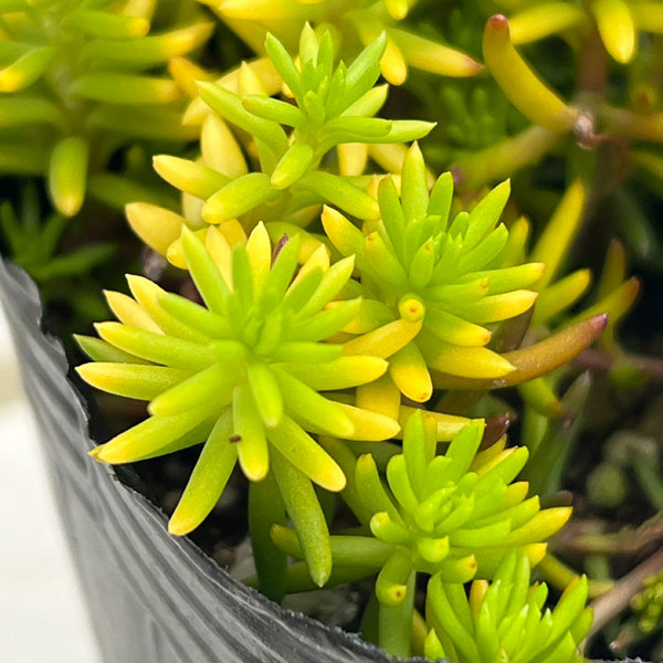 セダム：ルペストレ アンジェリーナ3号ポット