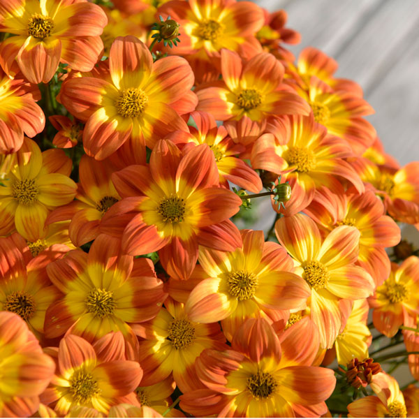 ビデンス:ビーダンスオレンジ3.5号ポット(R)