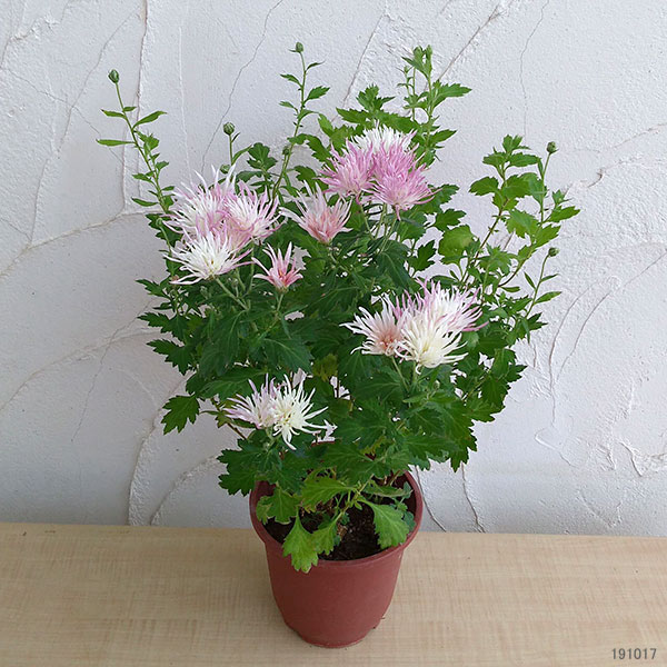 嵯峨菊(さがぎく):淡桃花5号鉢植え