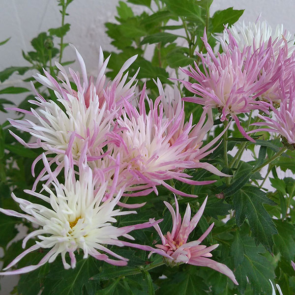 嵯峨菊(さがぎく):淡桃花5号鉢植え