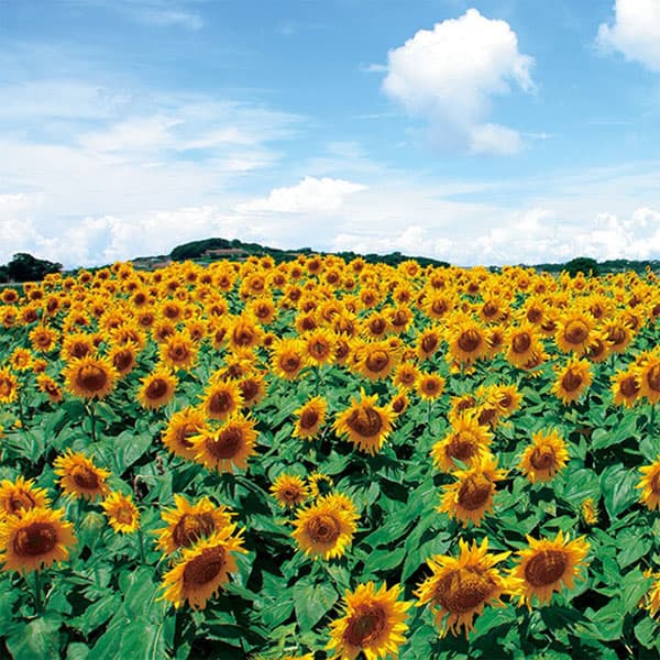 【有効期限25年10月】ヒマワリ：ビューティフルサン　景観用ボリュームパック[春まき　花タネ]