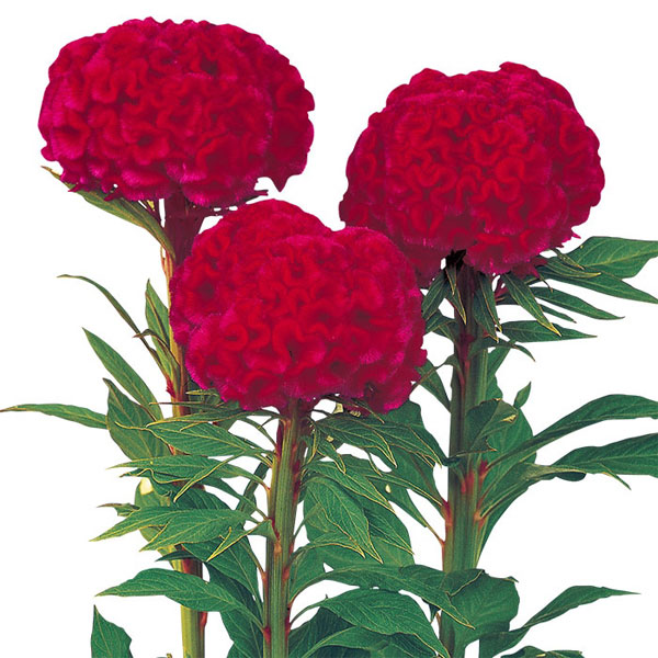 ケイトウ：久留米ケイトウ（切り花用）かがやき[サカタ　花タネ]