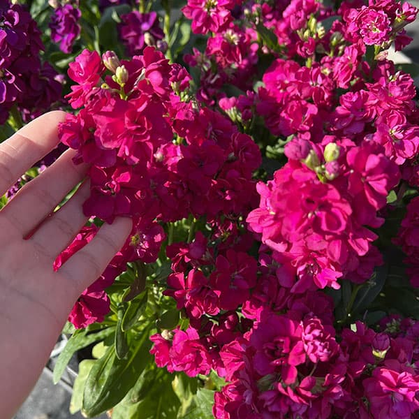 [送料無料]ストック：キスミーローズ3-3.5号ポット 12株セット