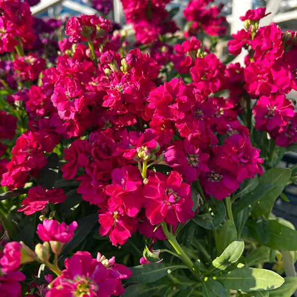 [送料無料]ストック：キスミーローズ3-3.5号ポット 12株セット