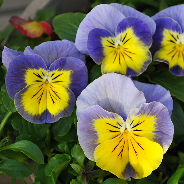 パンジー:プティシャトン ブルーナ3~3.5号ポット